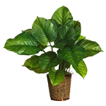 Flores, plantas e árvores