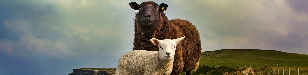 10 Marcas Irlandesas de Vestuário Criando Moda Sustentável